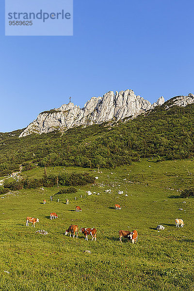 Deutschland  Bayern  Oberbayern  Chiemgauer Alpen  Aschau im Chiemgau  Kampenwand und Steinlingalm  Kuhherde