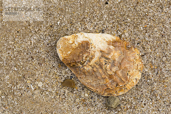 Pazifische Auster  Crassostrea gigas  am Sandstrand liegend  Nahaufnahme