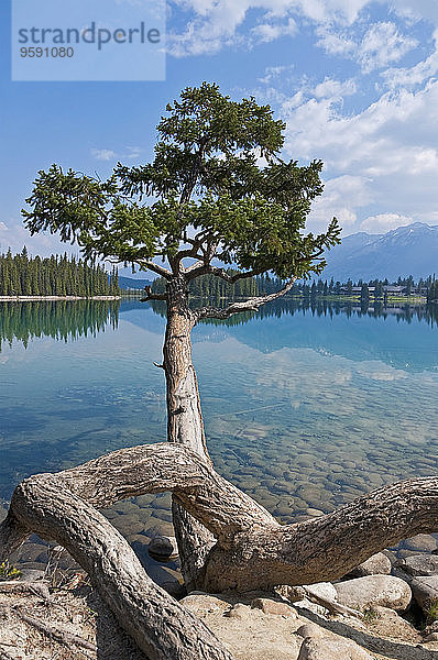 Kanada  Alberta  Jasper National Park  Beauvert Lake  Baum am Seeufer