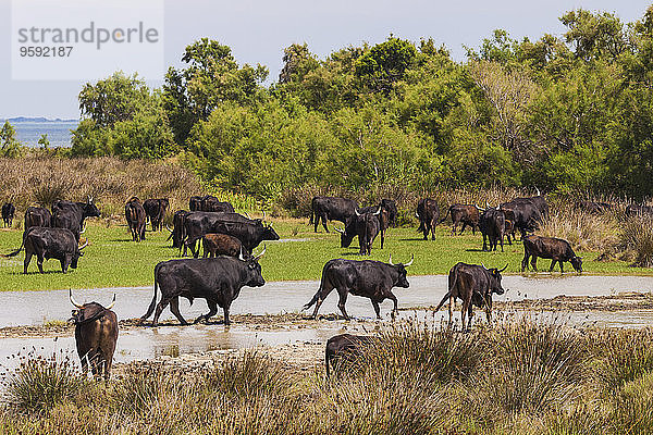 Frankreich  Provence  Camargue  Stierherde im Naturschutzgebiet