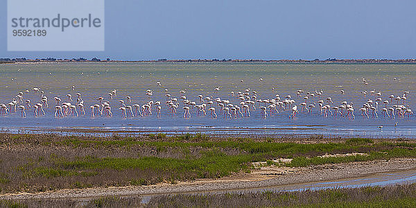 Frankreich  Provence  Camargue  Flamingoschwarm  Phoenicopteridae  im Naturschutzgebiet