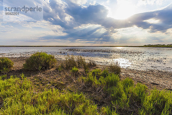 Frankreich  Provence  Camargue  Blick auf Etang de Vaccares