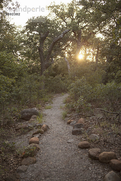 Pfad im Wald bei Sonnenuntergang  Wichita Mountains National Wildlife Refuge  Indiahoma  Oklahoma  USA