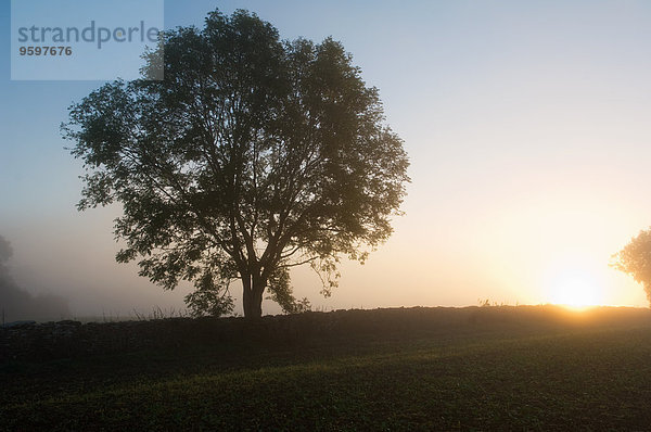 Silhouettierter Baum im Feld bei Sonnenuntergang