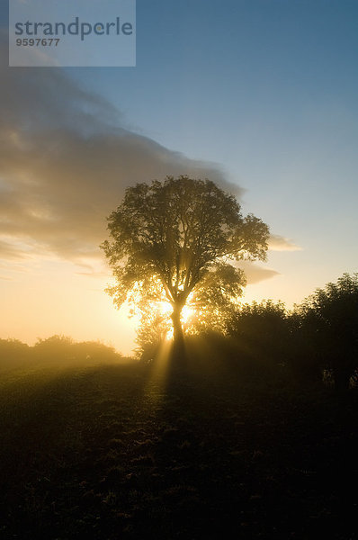 Scherenschnittbaum mit Sonnenstrahlen in der Abenddämmerung