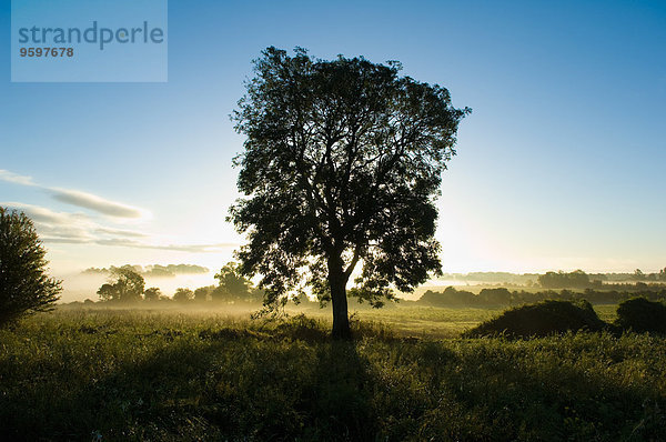 Silhouettierter Baum im Feld bei Sonnenaufgang