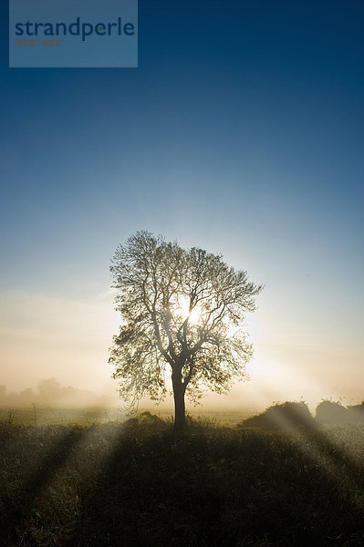 Silhouettierter kahler Baum und Sonnenstrahlen bei Sonnenaufgang