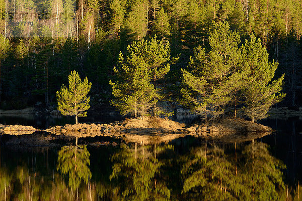 Bäume im ruhigen See  Rogaland County  Norwegen
