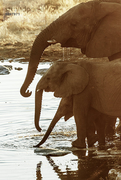 Afrikanische Elefanten trinken am Wasserloch  Etosha Nationalpark  Namibia