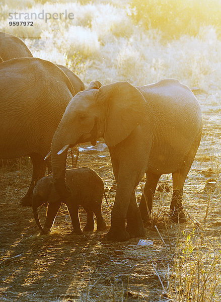 Afrikanische Elefanten am Wasserloch  Etosha Nationalpark  Namibia