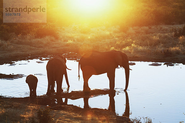 Silhouette afrikanischer Elefanten am Wasserloch  Etosha Nationalpark  Namibia