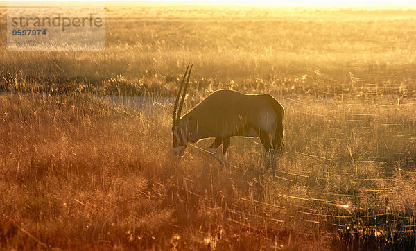 Oryx beim Sonnenuntergang  Etosha Nationalpark  Namibia
