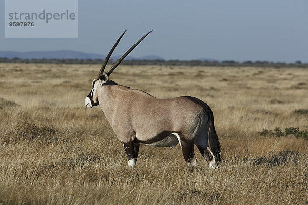 Oryx auf den Ebenen  Etosha Nationalpark  Namibia