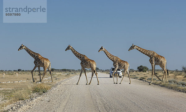 Vier Giraffen überqueren Straße  Etosha Nationalpark  Namibia