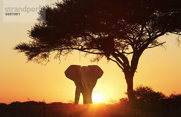 Silhouette eines afrikanischen Elefanten bei Sonnenuntergang  Etosha Nationalpark  Namibia