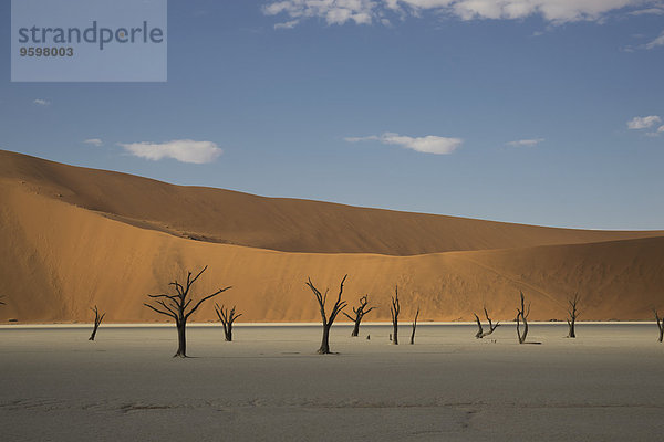 Tonpfanne mit fernen toten Bäumen und Sanddünen  Deaddvlei  Sossusvlei Nationalpark  Namibia