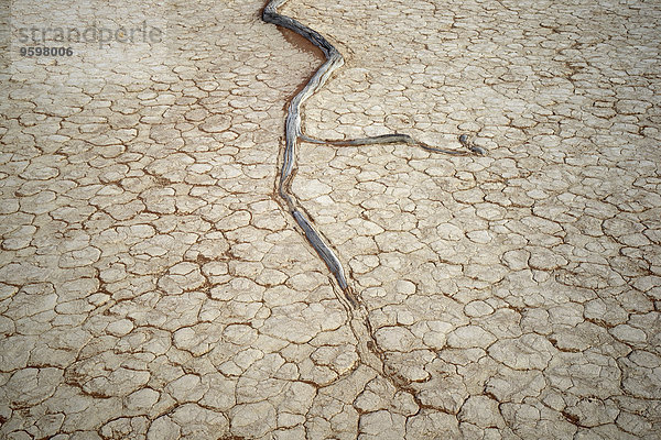 Tote Baumwurzeln auf gerissener Tonpfanne  Deaddvlei  Sossusvlei Nationalpark  Namibia