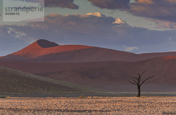 Silhouettierter toter Baum und riesige Sanddüne  Sossusvlei Nationalpark  Namibia