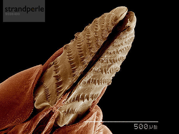 Ovipositor der weiblichen Sägefliege  Diprion sp.  Diprionidae SEM