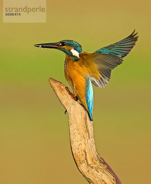 Eisvogel (Alcedo atthis)  Nahaufnahme