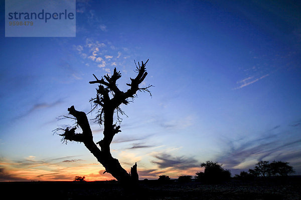 Trockener  ausgetrockneter Baum in einer Wüstenlandschaft bei Sonnenuntergang