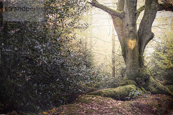 Herzform in alten Baum im Nebelwald geschnitzt