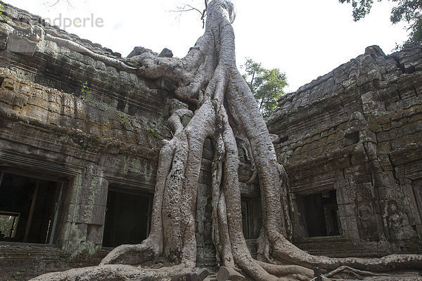 Alter Tempel mit großer Baumwurzel  Siem Reap  Kambodscha