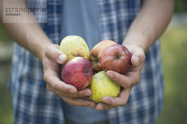 Hände eines jungen Bauern mit Äpfeln  Premosello  Verbania  Piemonte  Italien