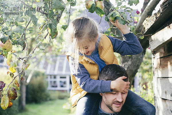 Tochter auf Vaters Schultern  Apfel vom Baum pflücken