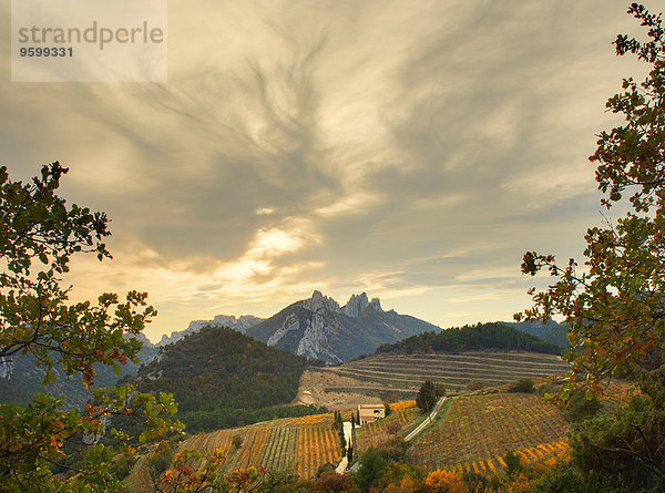 Fernsicht auf Weinberge und Les Dentelles de Montmirail im Herbst  Provence  Frankreich