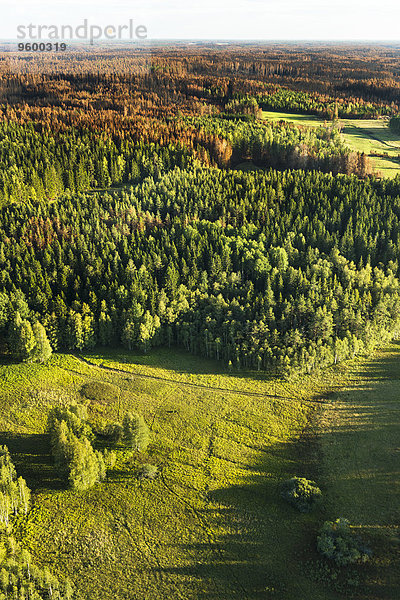 Wald kahler Baum kahl kahle Bäume