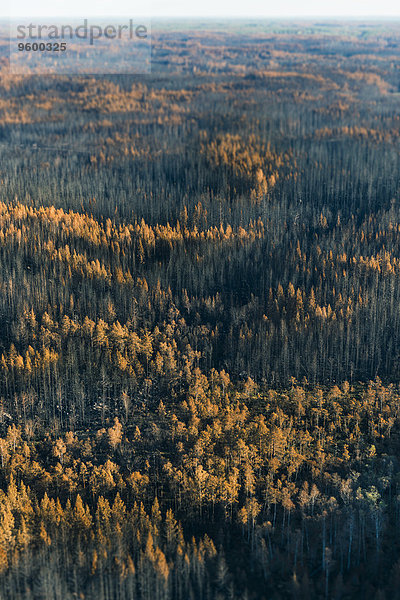 Wald Herbst Ansicht Luftbild Fernsehantenne