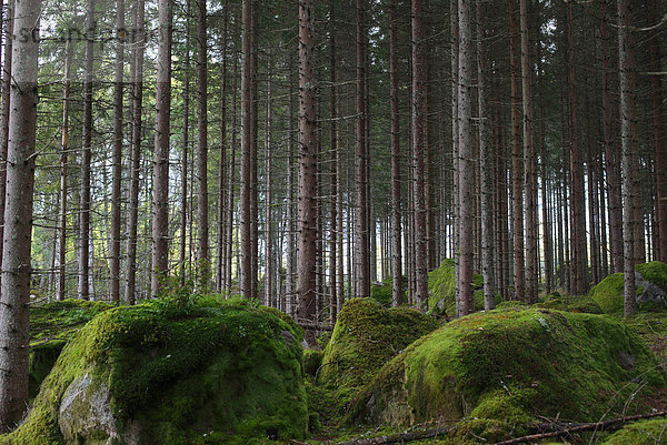 Felsbrocken Baum Wald Steinschlag Moos