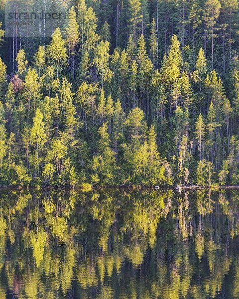 Wasser Spiegelung Wald Herbst