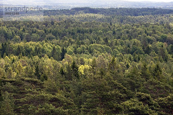 hoch oben Wald Ansicht Flachwinkelansicht Winkel