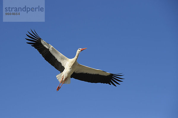 Weißstorch Ciconia ciconia Deutschland Hessen