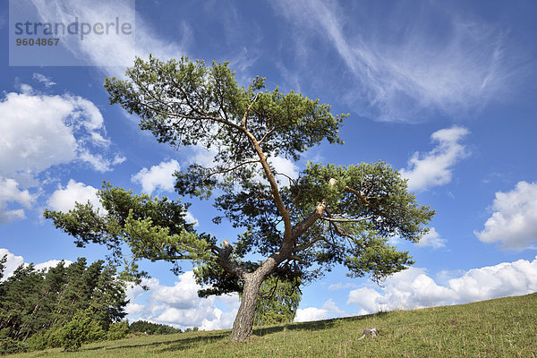 Sommer Landschaft spät Kiefer Pinus sylvestris Kiefern Föhren Pinie Bayern Deutschland Oberpfalz