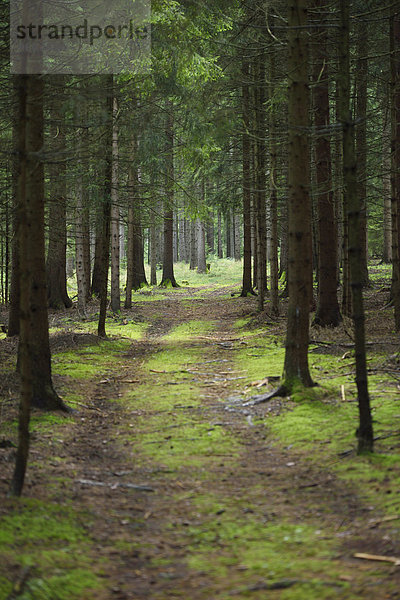 Fichte Tanne Sommer folgen spät Wald Norwegen Bayern Deutschland Oberpfalz