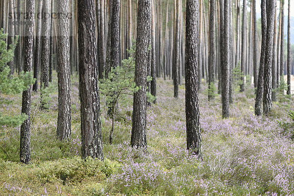 Sommer spät Wald Kiefer Pinus sylvestris Kiefern Föhren Pinie Heidekraut Erica herbacea Erica carnea Calluna vulgaris Bayern Deutschland Oberpfalz