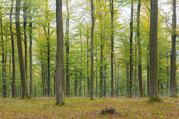 Europa europäisch Wald Herbst Buche Buchen Bayern Deutschland Naturpark