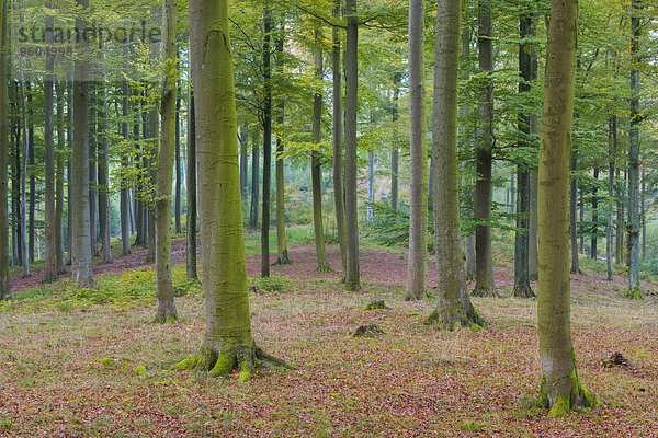 europäisch Wald Herbst Buche Buchen Bayern Deutschland Naturpark