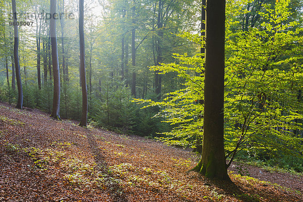 europäisch Wald Herbst Buche Buchen Bayern Deutschland Naturpark