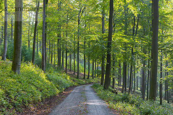 europäisch Fernverkehrsstraße Wald Kies Buche Buchen Bayern Deutschland Naturpark
