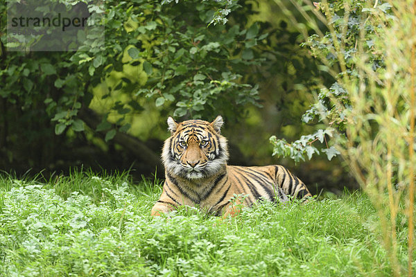 liegend liegen liegt liegendes liegender liegende daliegen Raubkatze Tiger Panthera tigris Portrait Sommer Wiese Sumatra Bayern Deutschland Schwaben