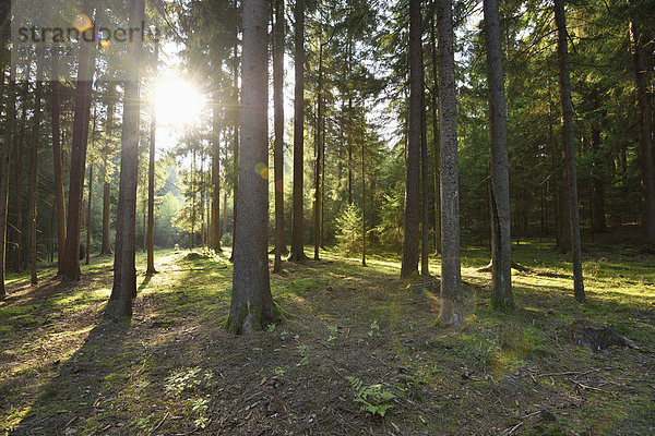 Fichte Tanne Sommer Landschaft spät Wald Norwegen Bayern Deutschland Oberpfalz