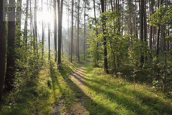 Sommer folgen gehen Landschaft spät Wald Kiefer Pinus sylvestris Kiefern Föhren Pinie Bayern Deutschland Oberpfalz