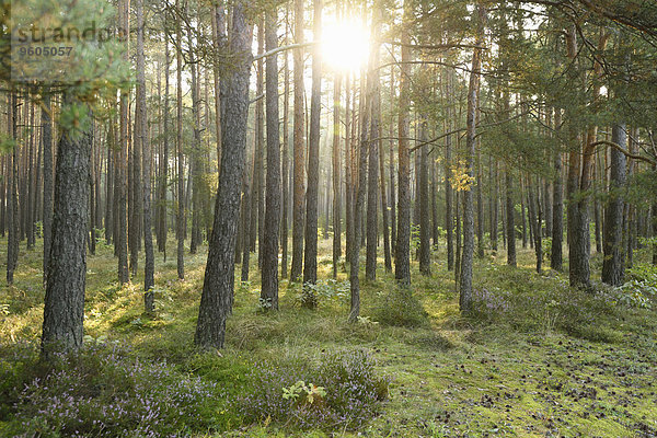 Sommer Morgen Landschaft spät Wald früh Kiefer Pinus sylvestris Kiefern Föhren Pinie Bayern Deutschland Oberpfalz