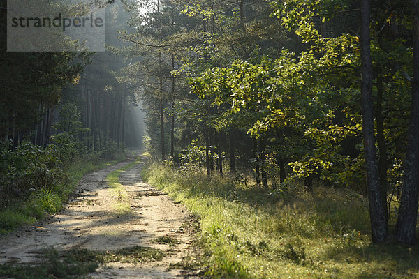 Sommer spät Fernverkehrsstraße Wald schmutzig Bayern Deutschland Oberpfalz