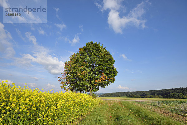 Baum Landschaft Feld früh Herbst Bayern Canola Deutschland Oberpfalz