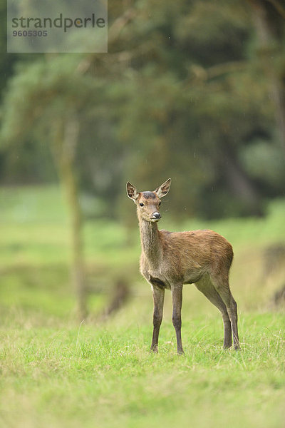 stehend früh Herbst rot Wiese Bayern Hirsch Rehkitz Kitz Deutschland